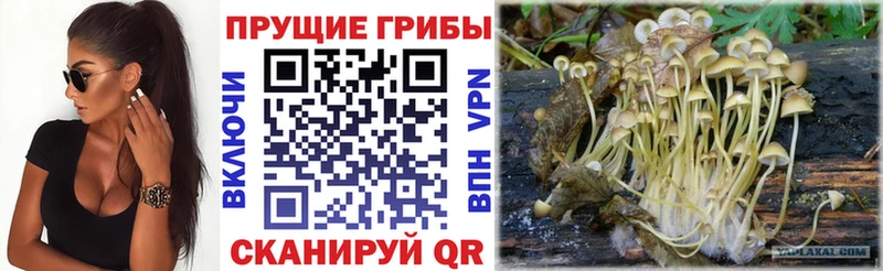купить  цена  Апрелевка  Галлюциногенные грибы прущие грибы 